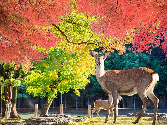 Parc aux cerfs shika à Nara - japon