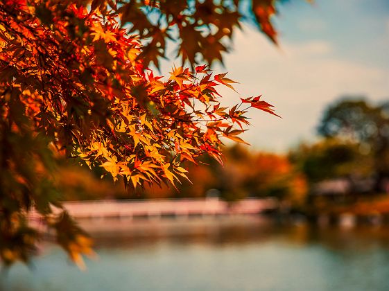 Feuilles d'automne au Japon