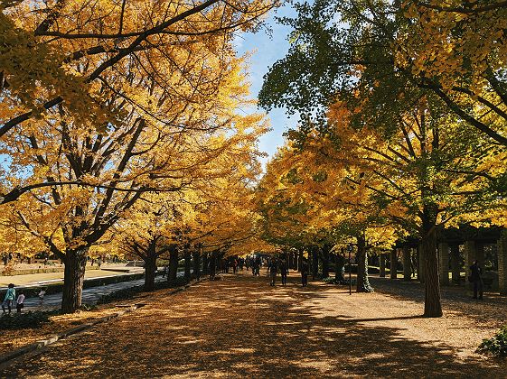 Allée de gingkos à Tokyo - Japon