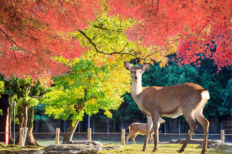 Parc aux cerfs shika à Nara - japon