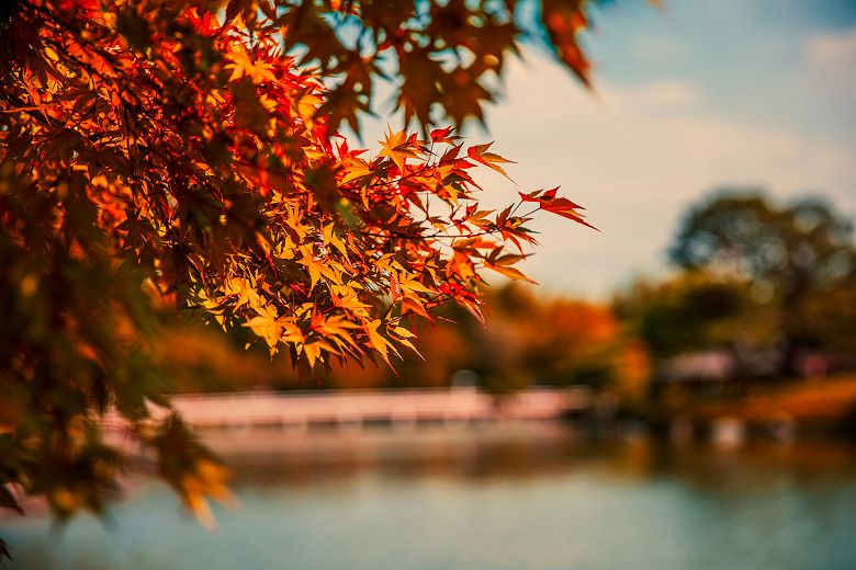 Feuilles d'automne au Japon