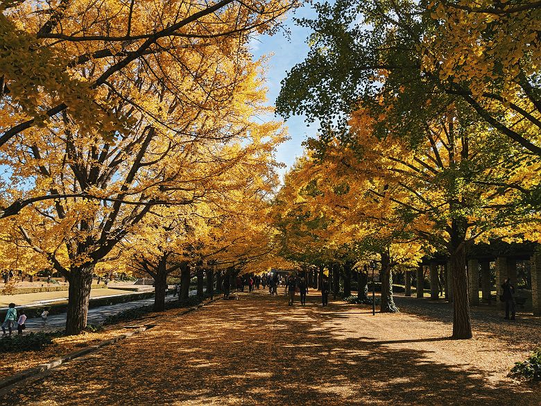 Allée de gingkos à Tokyo - Japon