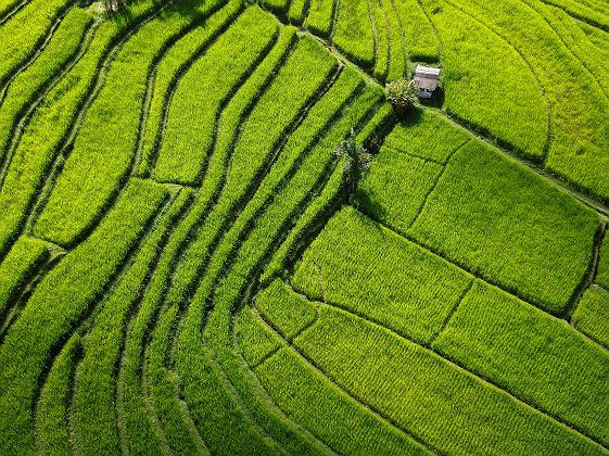 Rizières de Jatiluwih à Bali
