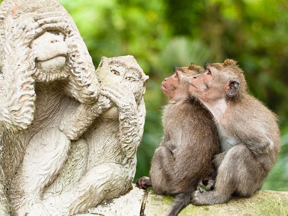Indonésie - Portrait de deux singes qui observent une statue dans la forêt sacrée d'Ubud
