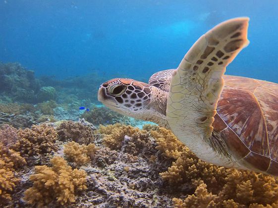 Tortue qui nage autour des îles Gili