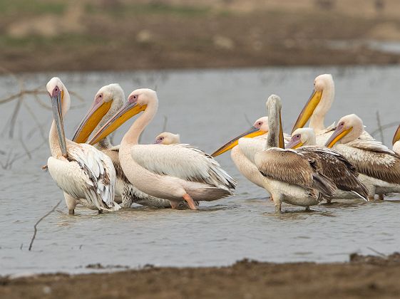 Observation des oiseaux au lac de Nimaaj - Inde