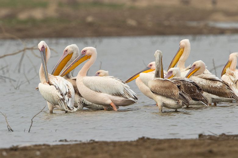 Observation des oiseaux au lac de Nimaaj - Inde