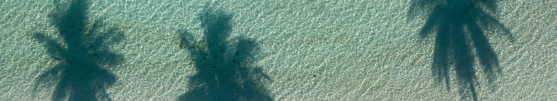 Ombres de cocotiers sur Zanzibar