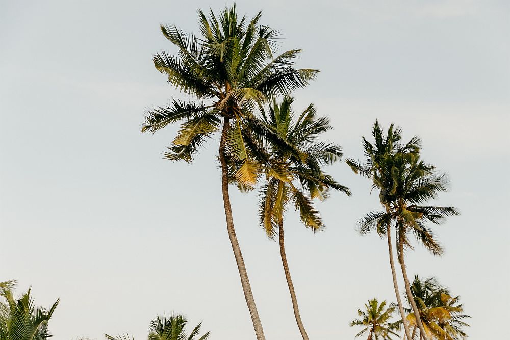 LUX* Marijani - Cocotiers