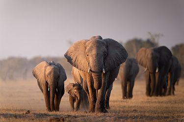 Troupeau d'éléphants - Safaris au coeur de Moremi Game Reserve avec Desert & Delta