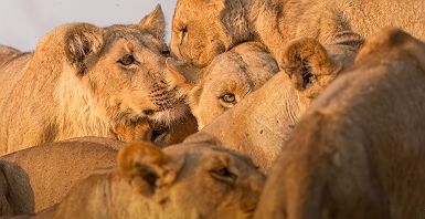 Famille de lions - Safaris au coeur de Moremi Game Reserve avec Desert & Delta