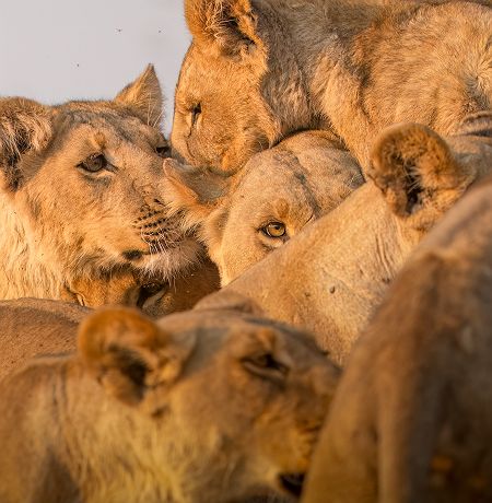 Famille de lions - Safaris au coeur de Moremi Game Reserve avec Desert & Delta