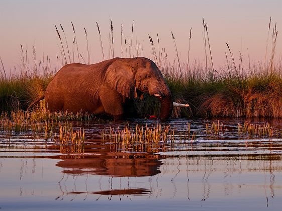 Safari aquatique dans la Moremi Game Reserve - Desert & Delta