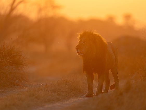 Lion dans Moremi Game Reserve