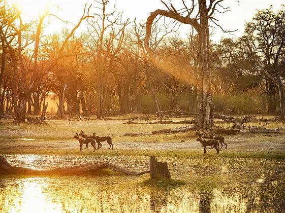 Faune de la Moremi Game Reserve - Desert & Delta