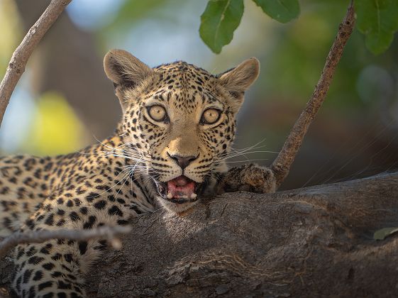 Léopard en safari - Moremi Game Reserve avec Desert & Delta