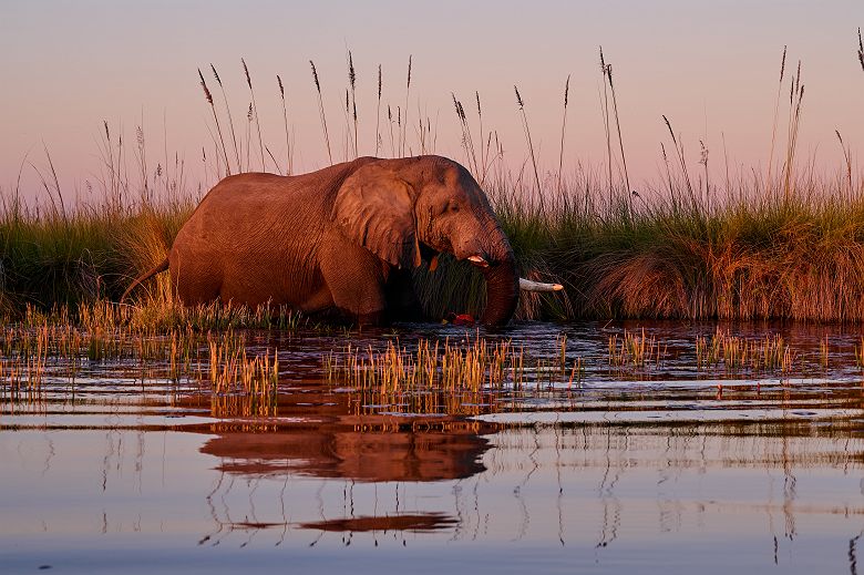 Safari aquatique dans la Moremi Game Reserve - Desert & Delta