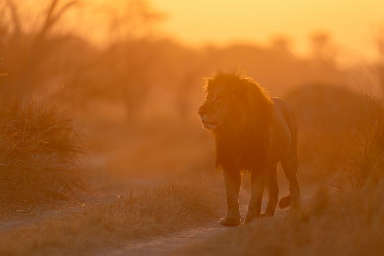 Lion dans Moremi Game Reserve