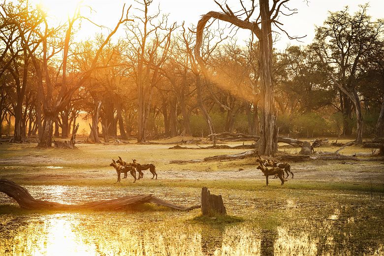 Faune de la Moremi Game Reserve - Desert & Delta