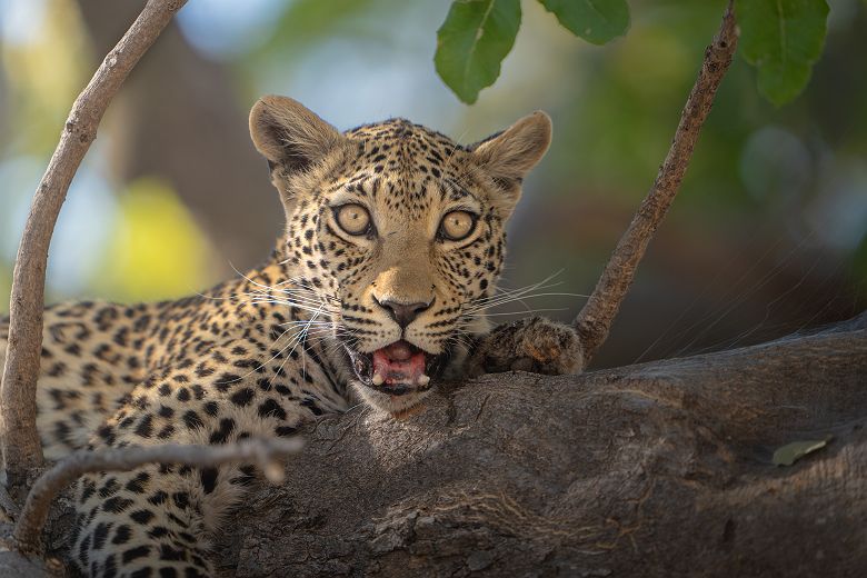 Léopard en safari - Moremi Game Reserve avec Desert & Delta