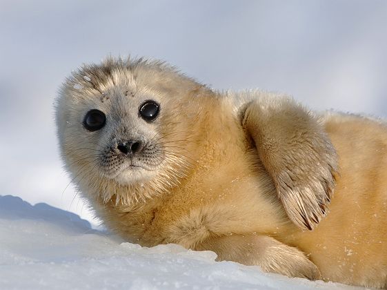 Blanchon au Svalbard