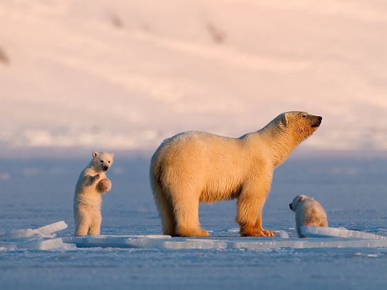 Famille d'ours polaires au Svalbard