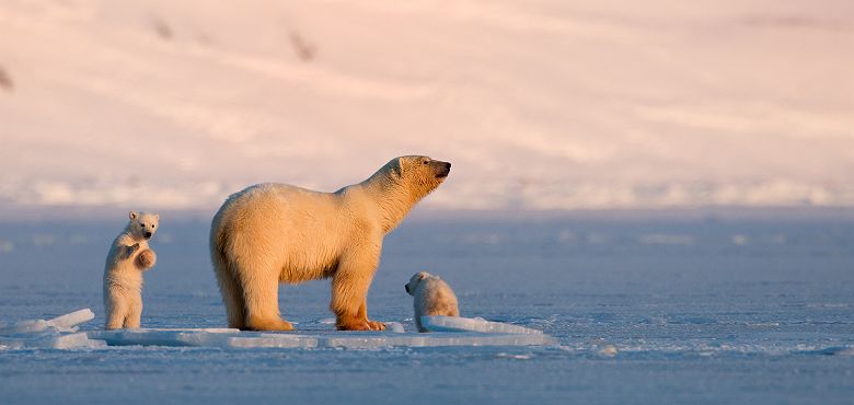 Famille d'ours polaires au Svalbard