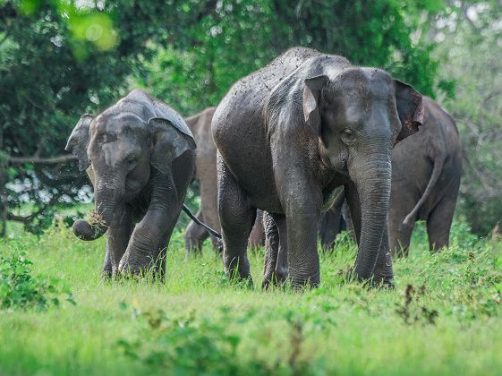 Eléphants dans le parc de Minneriya - Sri Lanka