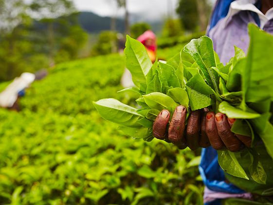 Plantation de thé - Sri Lanka