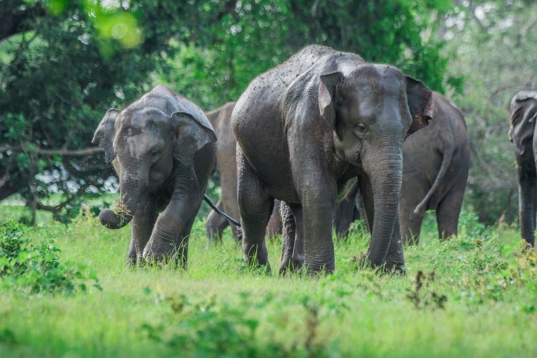 Eléphants dans le parc de Minneriya - Sri Lanka