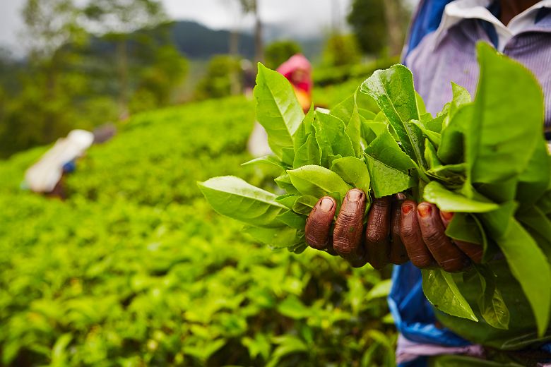 Plantation de thé - Sri Lanka