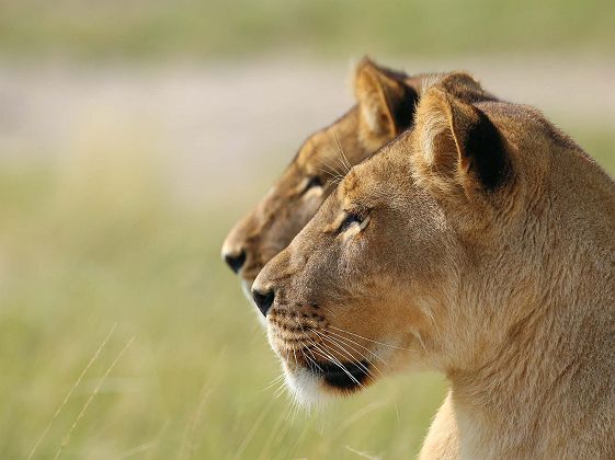 Lionnes dans les Makgadikgadi Pans - Natural Selection