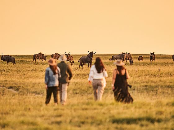 Expérience depuis Jack's Private Camp - Natural Selection