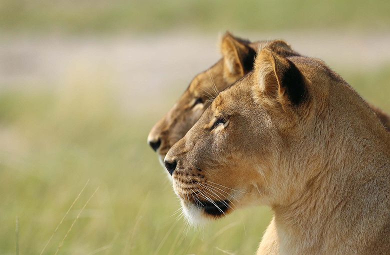 Lionnes dans les Makgadikgadi Pans - Natural Selection