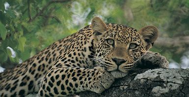 Portrait d'un léopard