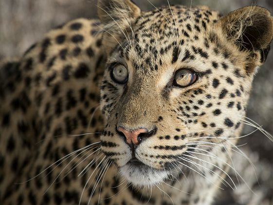 Portrait d'un léopard