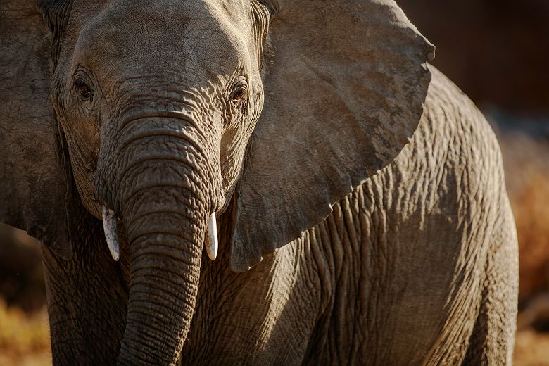 Portrait d'un éléphant en Afrique du Sud