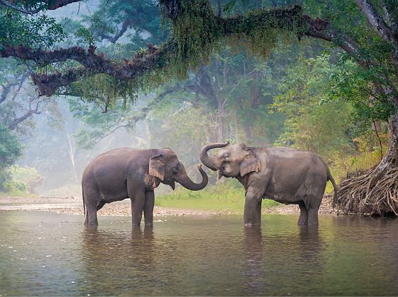 Thaïlande - Portrait de deux éléphants dans une rivière
