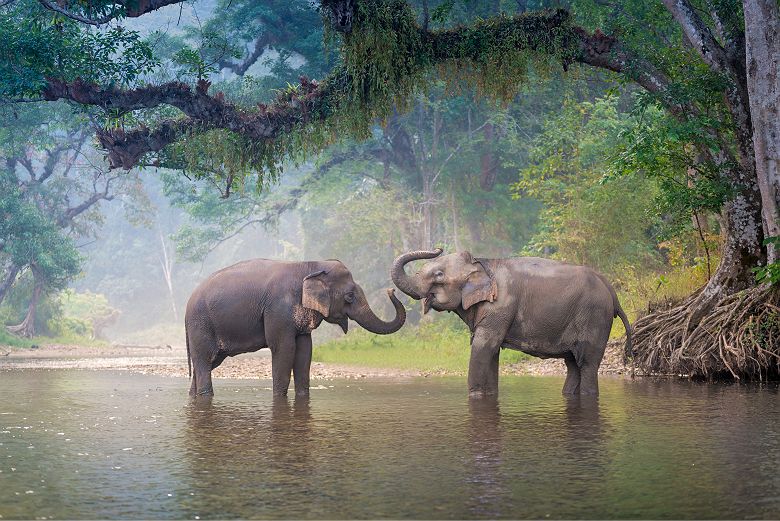 Thaïlande - Portrait de deux éléphants dans une rivière