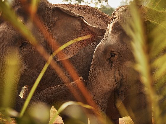 Anantara Golden Triangle - Chiang Rai - Thaïlande