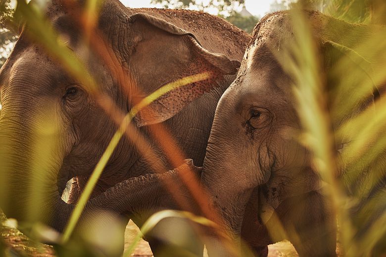 Anantara Golden Triangle - Chiang Rai - Thaïlande