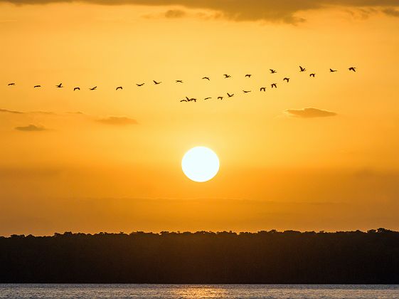 Parnaiba - Nature - Brésil