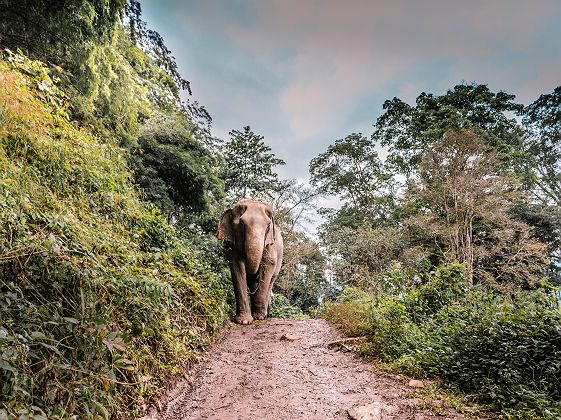 Sanctuaire pour éléphants, Chiang Mai - Thaïlande