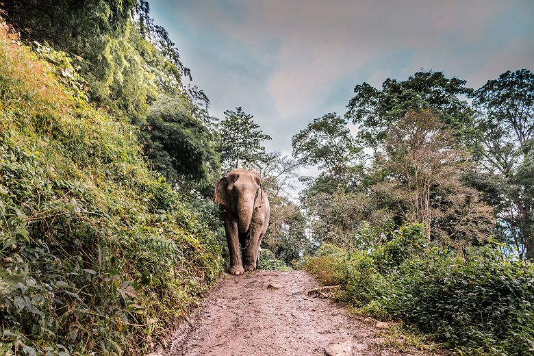Sanctuaire pour éléphants, Chiang Mai - Thaïlande