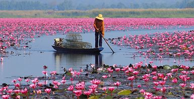 Lac au lotus rouge à Udon Thani - Thaïlande