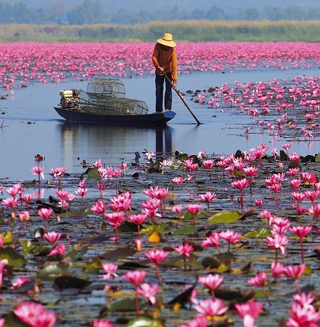 Lac au lotus rouge à Udon Thani - Thaïlande