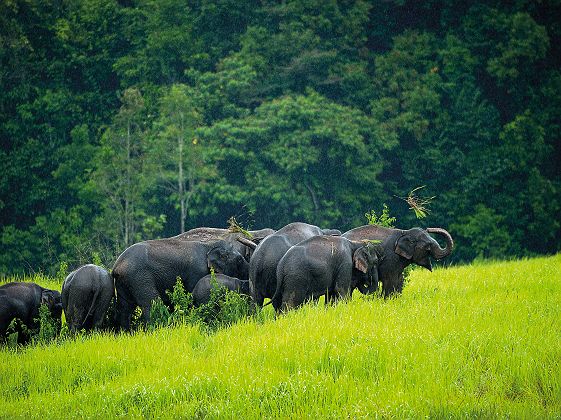 Groupe d'éléphants au parc national de Khao Yai - Thaïlande