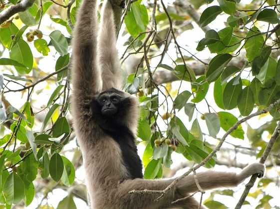 Singe accroché aux branches d'un arbre au Parc National de Khao Yai - Thaïlande