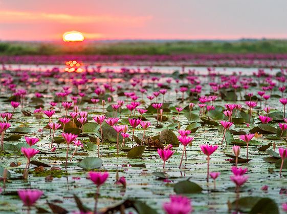 Lac au lotus rouge à Udon Thani - Thaïlande
