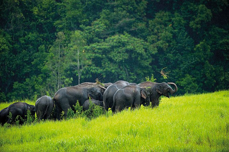 Groupe d'éléphants au parc national de Khao Yai - Thaïlande